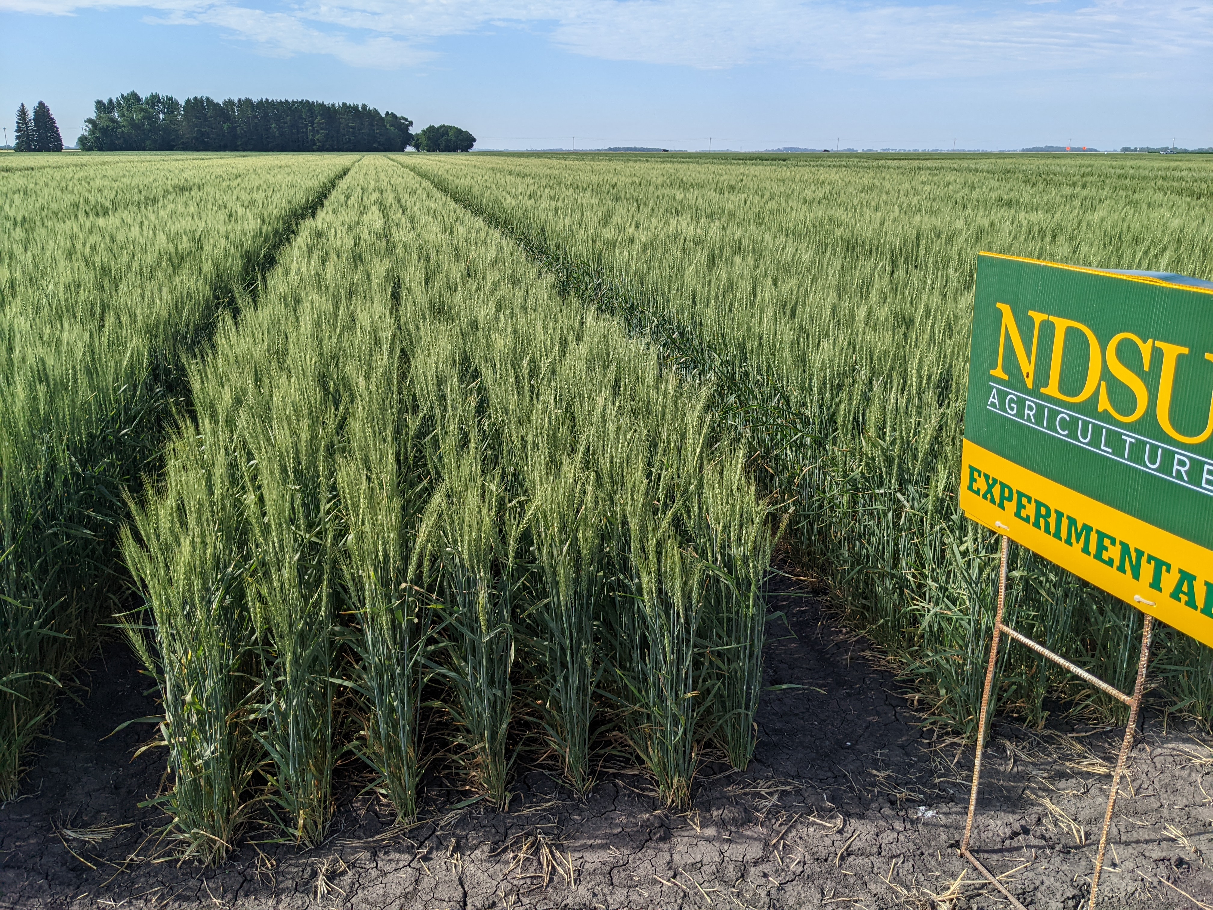 ND Stampede wheat field